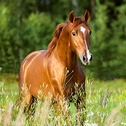 Equine