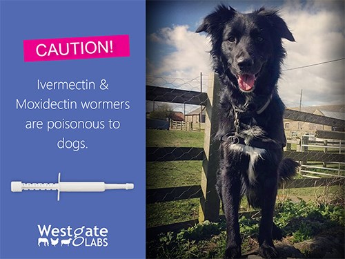 Ivermectin and Moxidectin poisonous to dogs