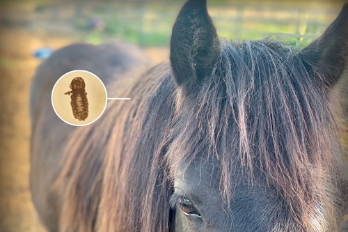 Lice Infection in horses