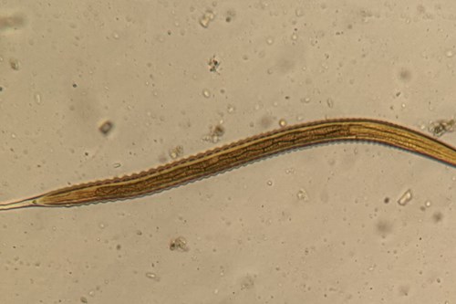 First Commercial Test for Life-Threatening Large Redworm in Horses
