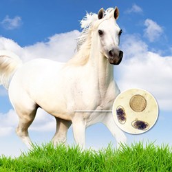 Image of Horse 4Count Season Pack