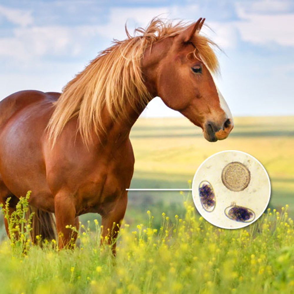 Horse Worm Count Kit Westgate Labs horse-worm-count-kit-westgate-labs