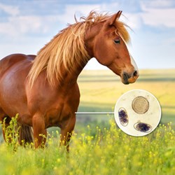 Image of Horse Worm Count Kit