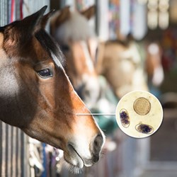 Image of Horse Worm Count Kit - commercial yards
