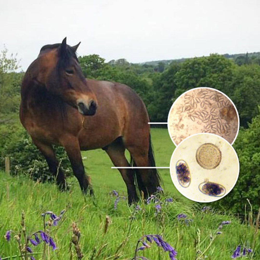 Pin Worms In Horses pin-worms-in-horses
