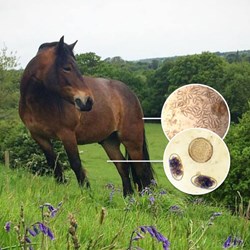 Image of Horse Worm Count Kit & Pinworm Kit