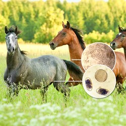 Image of Horse Worm Count Kit & Pinworm Test - commercial yards