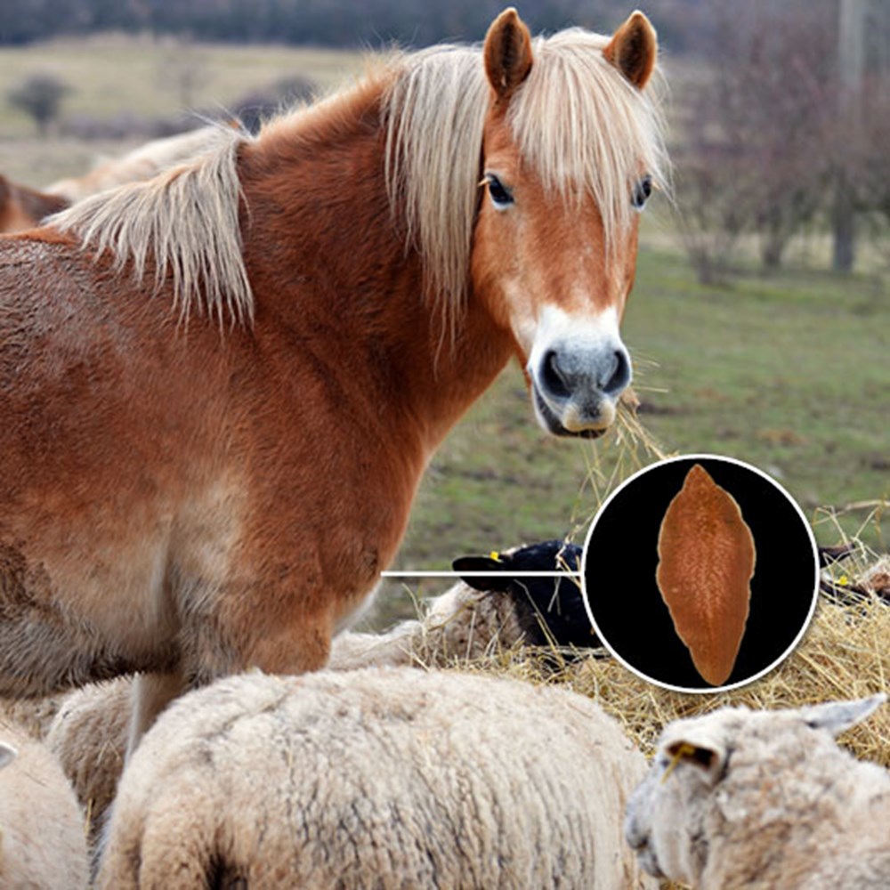 Image of Equine Liver Fluke Test Kit