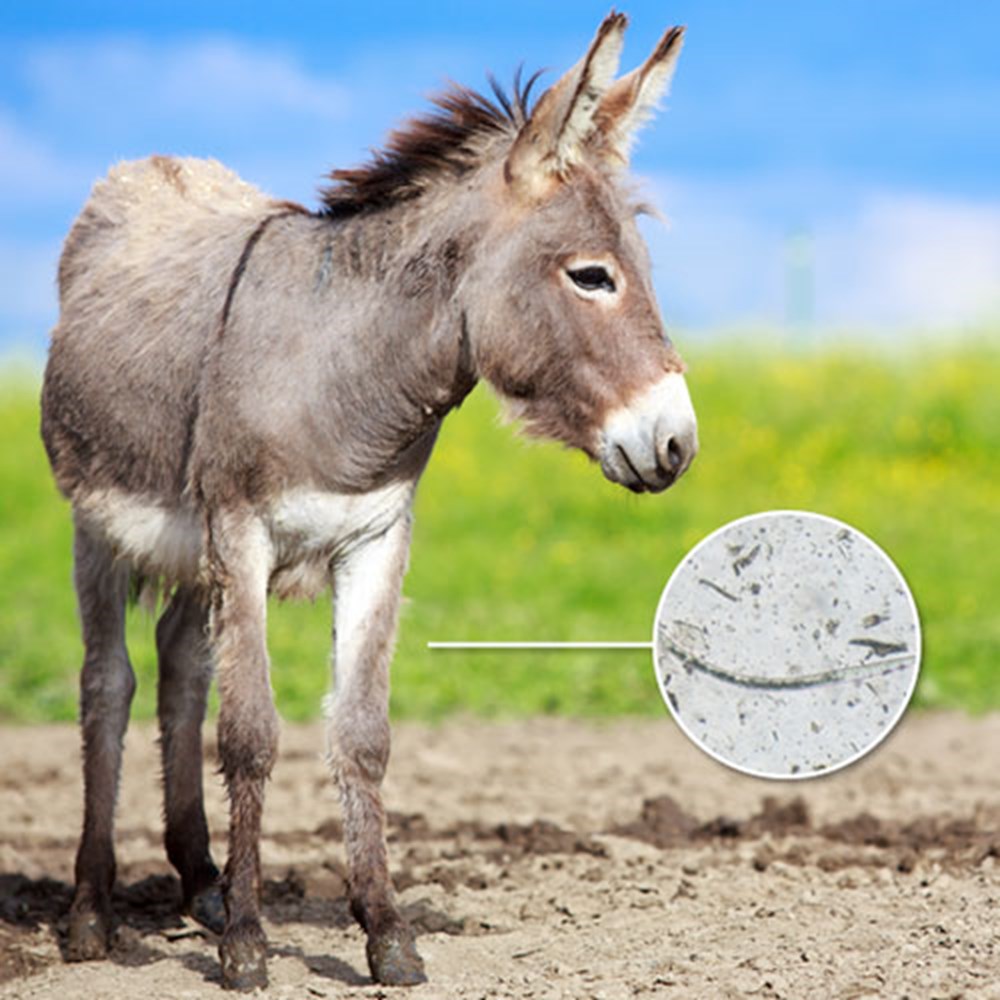 Image of Equine Lungworm Test Kit