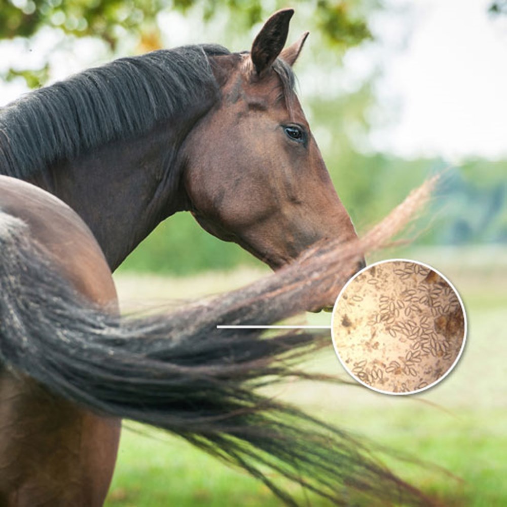 Image of Equine Pinworm Test Kit