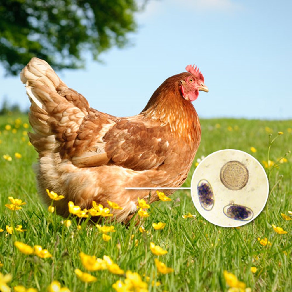 Image of Compostable Worm Count Kit - Chickens