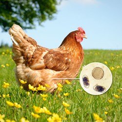 Image of Worm Count Kit - Chickens
