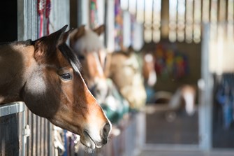 Yards of 10 + horses thumbnail