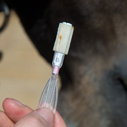 Image of Replacement EquiSal Swab