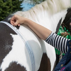 Image of Horse Weight Tape