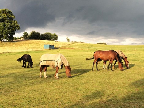 Horse Worm Counts for Yards