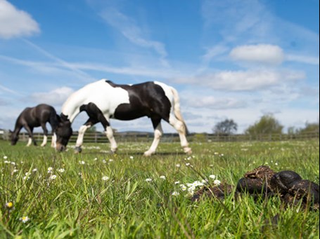 Horses Grazing - dung pile