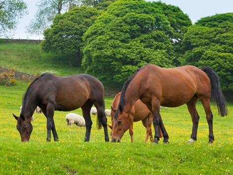 Liver fluke test service