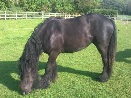 Coriander - the young horse with a recurring worm burden