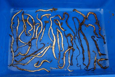 pinworm roundworm