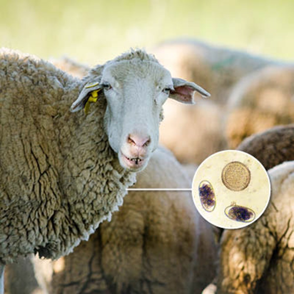 Image of Farm Worm Egg Count Kit (1 ENV)