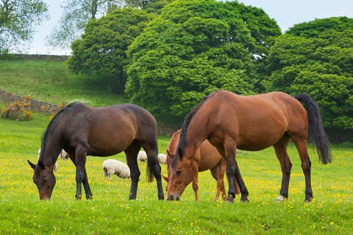 Liver Fluke risk for Spring 2016