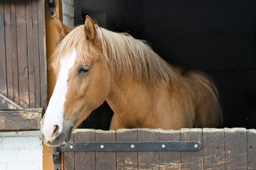 Horse stable