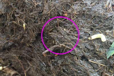 download horsehair worm eggs