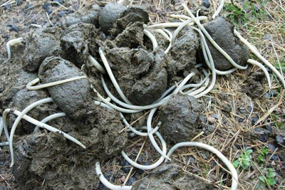 Ascarids (roundworm)