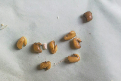 seeds