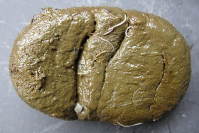 Eew what’s that in my horse’s poo?!
Pinworm Eggs In Poop