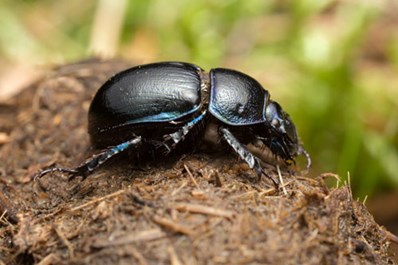 Dung beetle