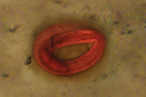 Encysted small redworm