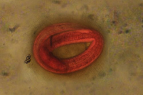 Diagnostic test for encysted small redworm