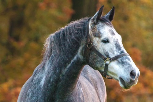 Autumn horse