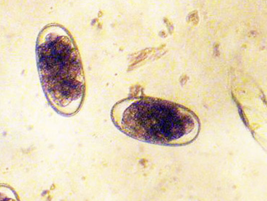 Large and small redworm are indistinguishable on a worm egg count.