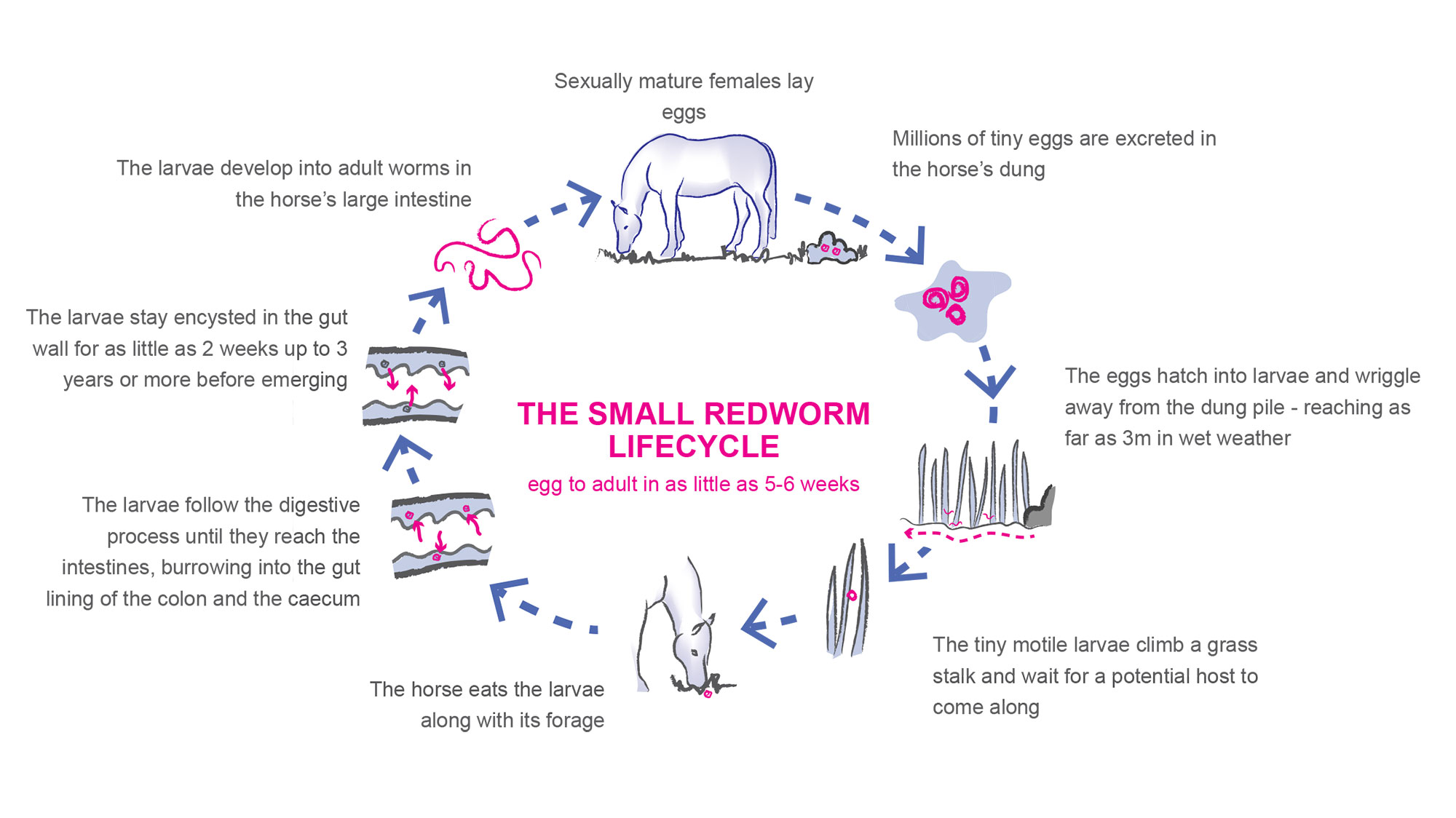 Small Redworm Lifecycle