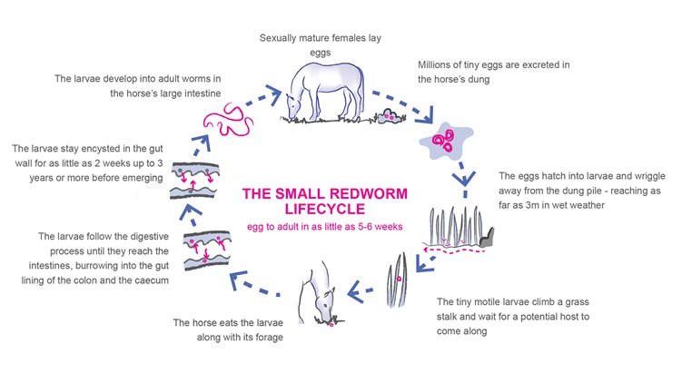 Redworm Lifecycle