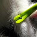 Image of O'Tom Tick Remover