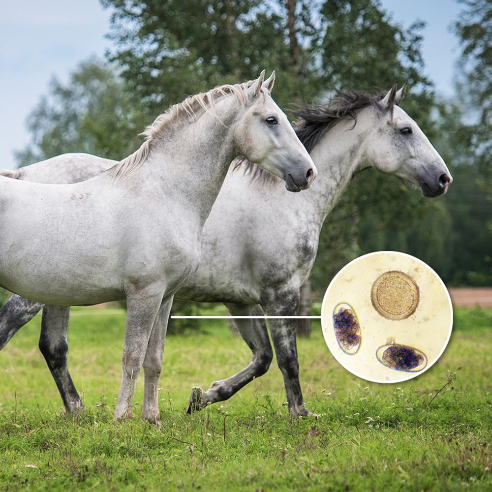Image of Horse Worm Count Reduction test after worming