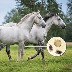 Image of Horse Worm Count Reduction test