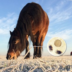 Image of Winter Reduction test after wormer