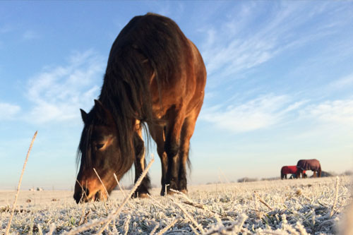 winter grazing