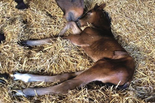 Westgate Vet Carolyn Cummins Talks Foal Health