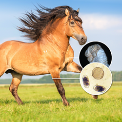 Image of Horse 4Count PLUS Season Pack