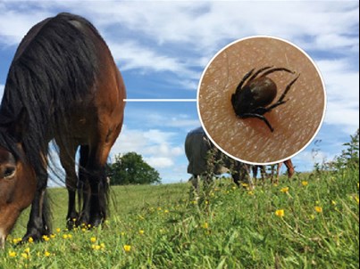 Ticks in horses