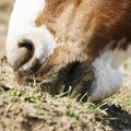 Image of Equine Faecal Sand Test