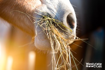 Feeding hay