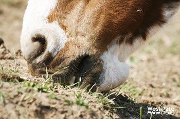 Grazing sandy soil