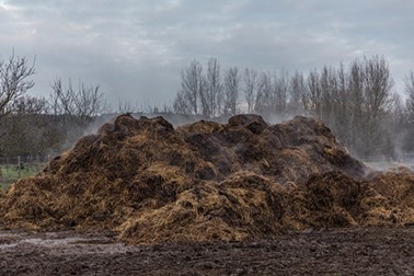 horse muckheap